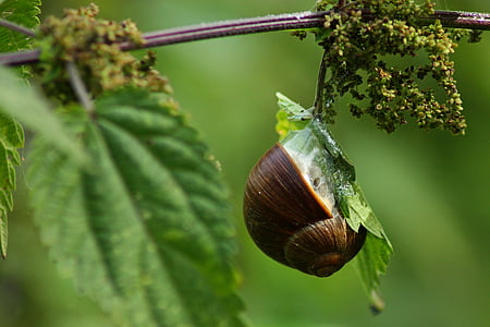 snail, shell, close, mollusk, slowly, nature, animals