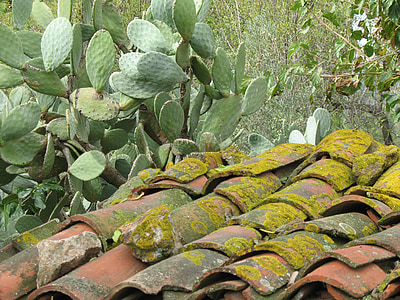 tiles, moss, prickly pears, campaign, ancient