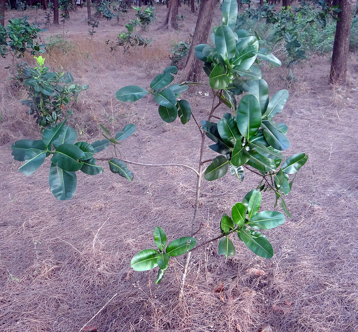 skjønnhet blad, Aleksanders laurbær, Sultan champa, nag champa, punnaga, calophyllum inophyllum, karwar