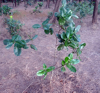 skönhet blad, alexandrinska lagerblad, Sultan champa, Nag champa, punnaga, Calophyllum inophyllum, Karwar