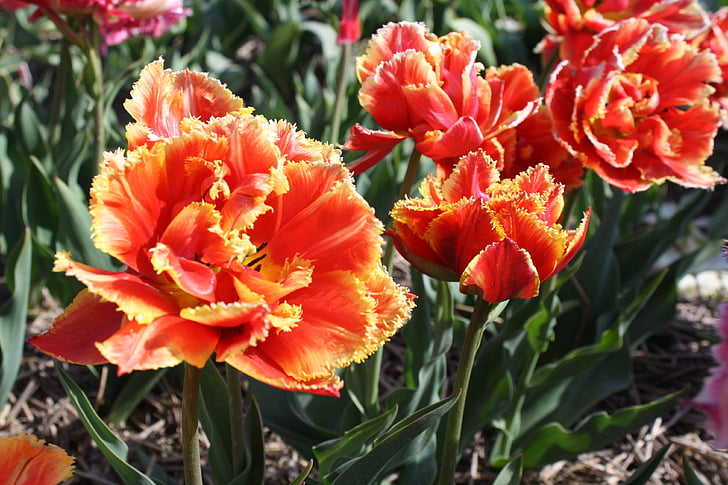 Tulip, fleur, champ de tulipes, Holland, ampoule, champs de tulipes, printemps