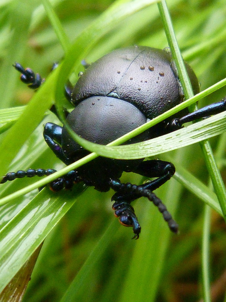 Natura, chrząszcz, owad, dung beetle, trawa