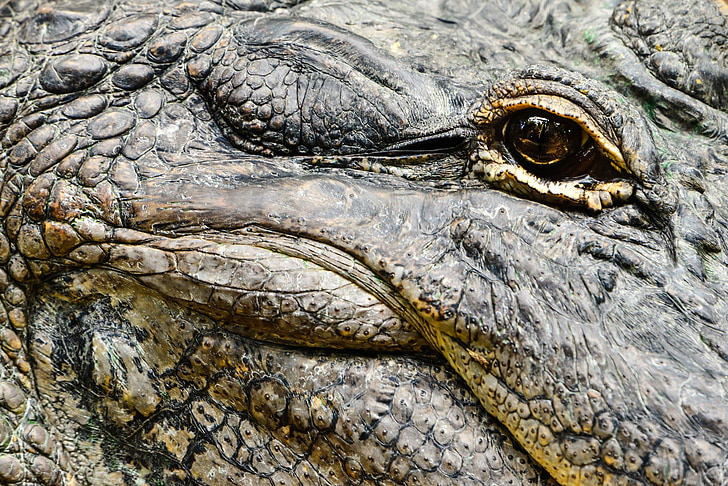 alligator eye, head, wildlife, nature, reptile, predator, profile