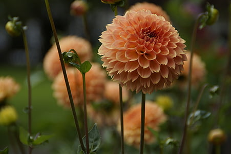 Dahlia, màu da cam, Sân vườn, Cottage vườn, đóng, Hoa, Đẹp