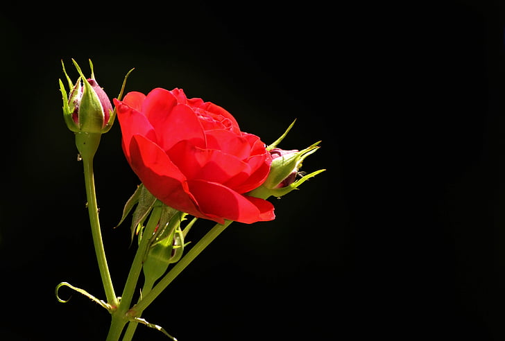 ruže, bud, kvet, kvet, Rosebud, červená ruža, ruže kvet