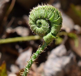 fern unfurling, close-up, fern, plant, fiddleheads, new, spring