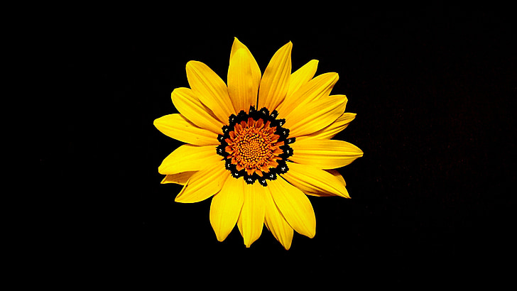 ημέρα της μητέρας, λουλούδι, Κίτρινο, φύση, άνοιξη, floral, φυτό