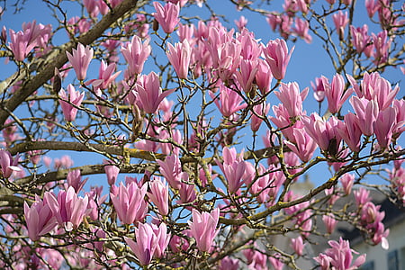 flowers, magnolias, nature, botany, tree, flora, flowering