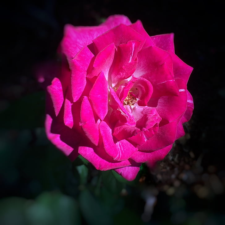 квітка, Троянда, сад