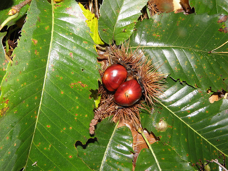 chestnut, leaves, tree fruit