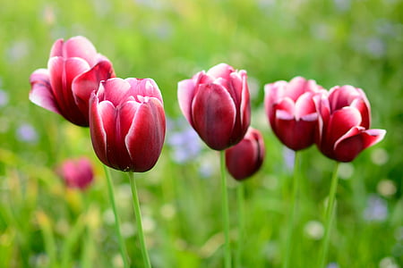 Tulip, Blossom, Bloom, blomst, forår, plante, rød