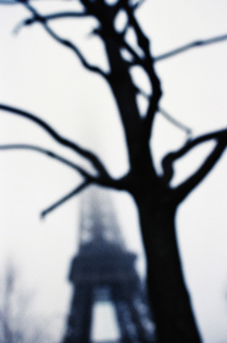 fechar, fotografia, Bare, cidade, Paris, viagens, árvore