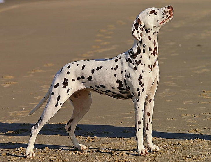 Dalmatian, câine, canin, reperat, pete, în picioare, instruiţi
