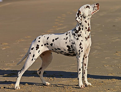 Dalmatien, chien, canine, tacheté, taches, debout, une formation