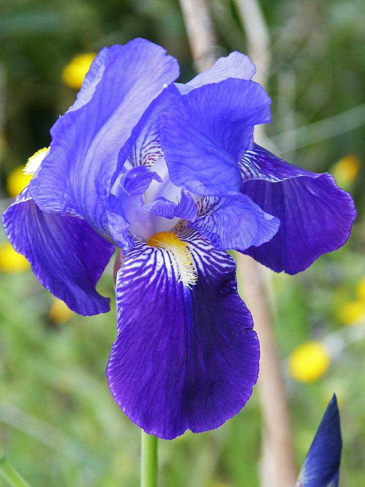 Iris germanica, blå lily, blå, detaljer