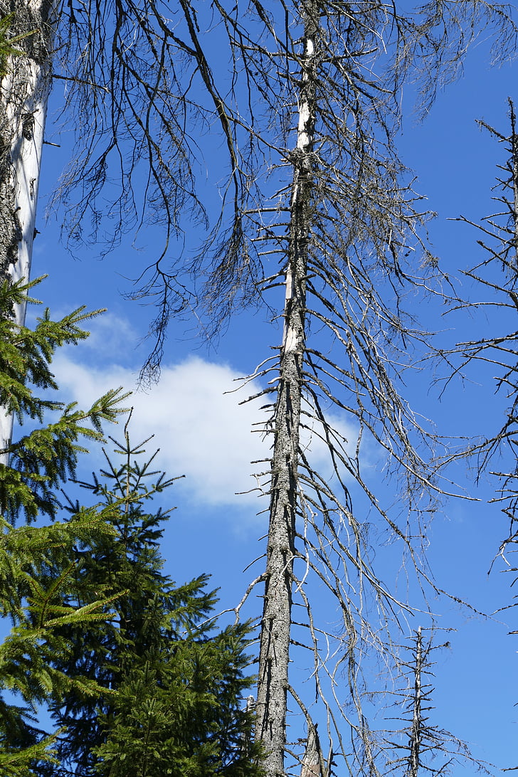 Thiên nhiên waldsterben, cây, Oberharz, hoặc ao, bảo vệ môi trường, bị hỏng, nhạy cảm