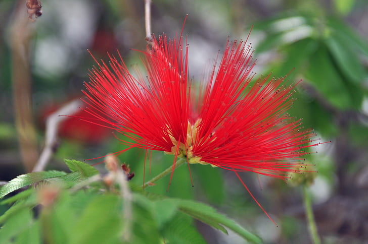 flower, plant, red, nature, summer, close-up