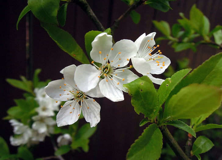 cerezo, flores, flores de cerezo, flores blancas, floración, Sakura, primavera