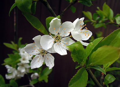 Cherry, bunga, Sakura, bunga putih, mekar, Sakura, musim semi
