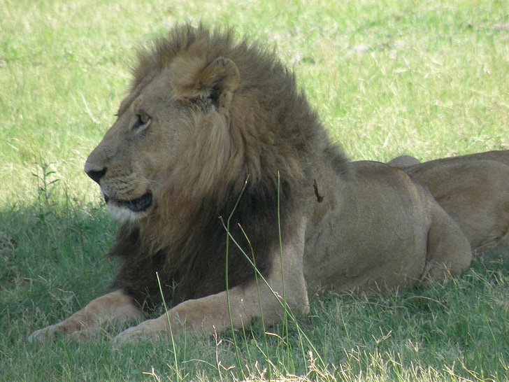Lion, faune, mâle, animal, sauvage, chat, mammifère