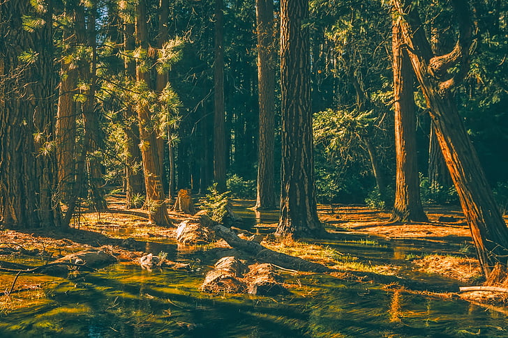 Yosemite, nationalparken, Kalifornien, landskap, natursköna, dammen, vatten