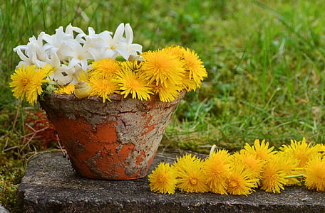กระถางดอกไม้, ดอกแดนดิไล, สีเหลือง, ชีวิตยังคง, ฤดูใบไม้ผลิ, ธรรมชาติ, ดอก