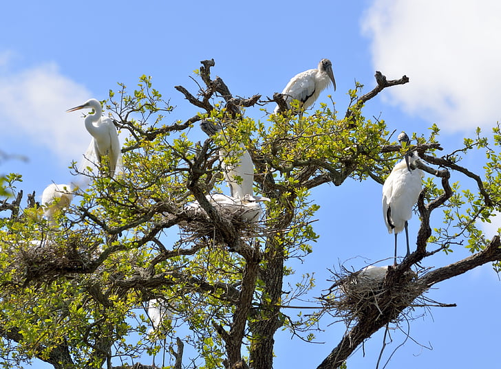 Wood stork, Héron, faune, à l’extérieur, la nidification, NID, oiseaux