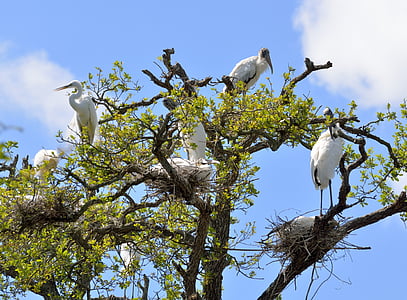 wood stork, heron, wildlife, outdoors, nesting, nest, birds