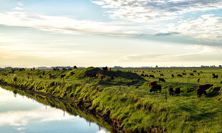 field, cows, brook, animals, nature, pastures, landscape