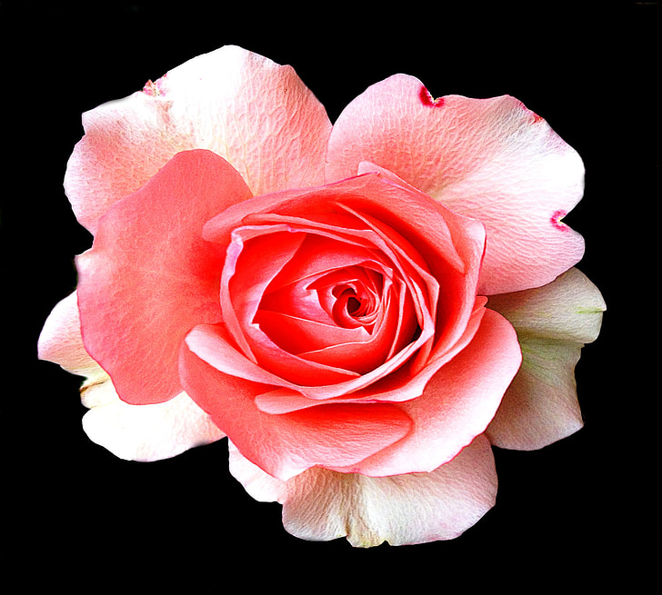 rose, blossom, bloom, pink white, black background
