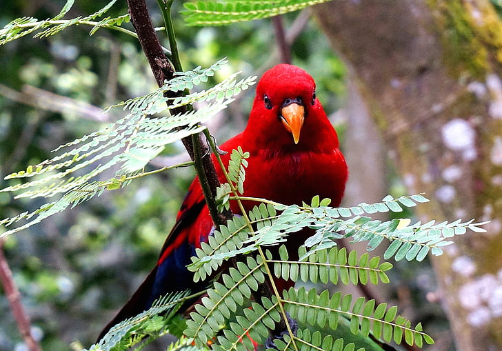 female, eclectus, parrot, perching, branch, red, bird