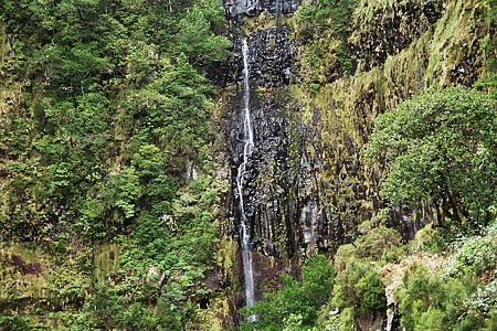 Madeira, cascada, tierras altas, montañas, Cumbre de, Levada, bosque de eucaliptos