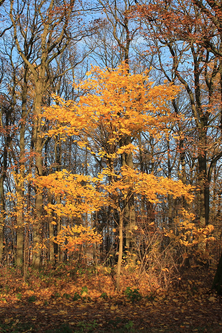 Herbst, Baum, Orange, Blätter, Goldener Herbst, Blätter im Herbst, Wald