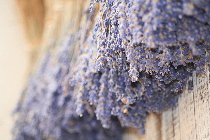 lavendel, Provence, blomma, torkade, Frankrike, södra