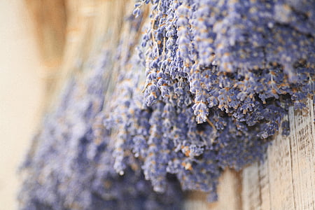 lavender, provence, flower, dried, france, south