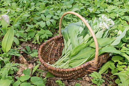 bear's garlic, harvest, green, herbs, spice, kitchen, frisch