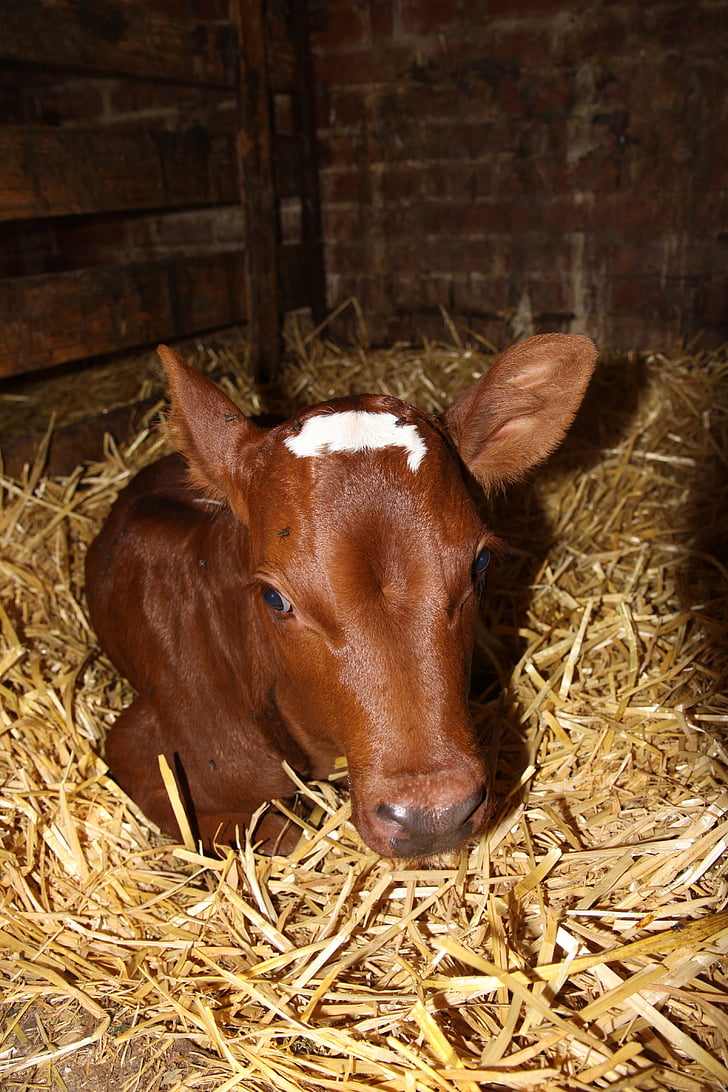 calf, red stained, agriculture, cattle, straw, young cattle, rearing