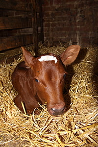 теле, червено оцветени, Селско стопанство, едър рогат добитък, слама, млади говеда, отглеждане