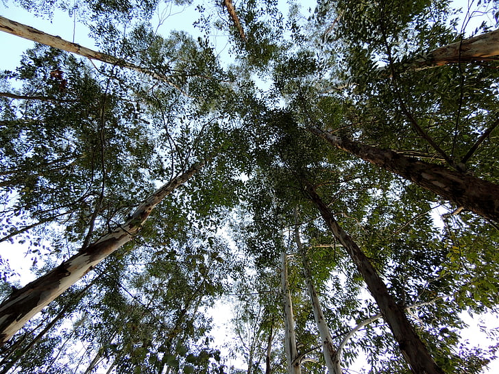 eucaliptus, arbres, plantació, natura