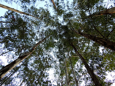 Eucalyptus, arbres, plantation, nature