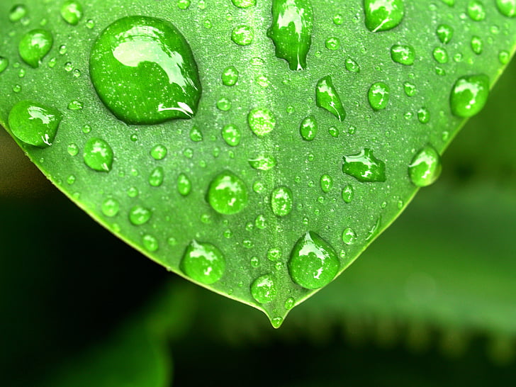 water, drops, leaf, grass, green, dew, rain