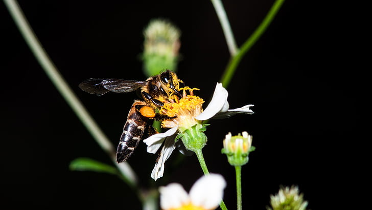 čebele, primanjkljaj, kul, žuželke, makro, cvet, navadni vratič