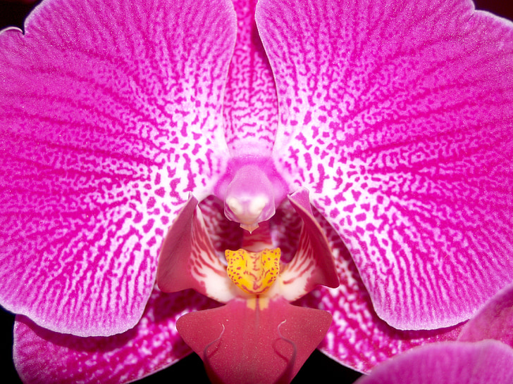 orhidee, floare, luminoase, violet, Flora, creşterea, decor