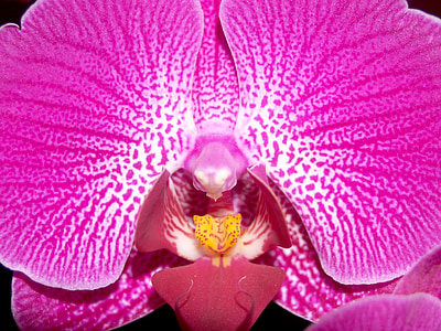 орхідея, квітка, яскраві, фіолетовий, Флора, зростання, прикраса