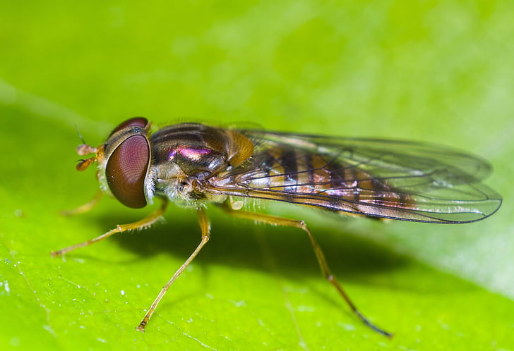 hmyz, makro, Příroda, Fly, jedno zvíře, zvířecí motivy, zelená barva