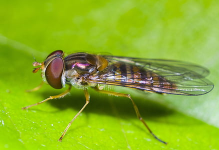 Insekt, Makro, Natur, fliegen, ein Tier, Tierthema, grüne Farbe