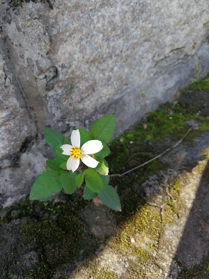 white flower, green leaf, comely, plant, grass, little flower, nature