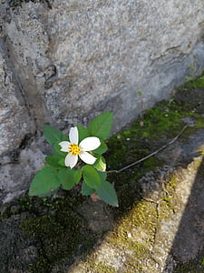 flor blanca, fulla verda, bella, planta, herba, petita flor, natura