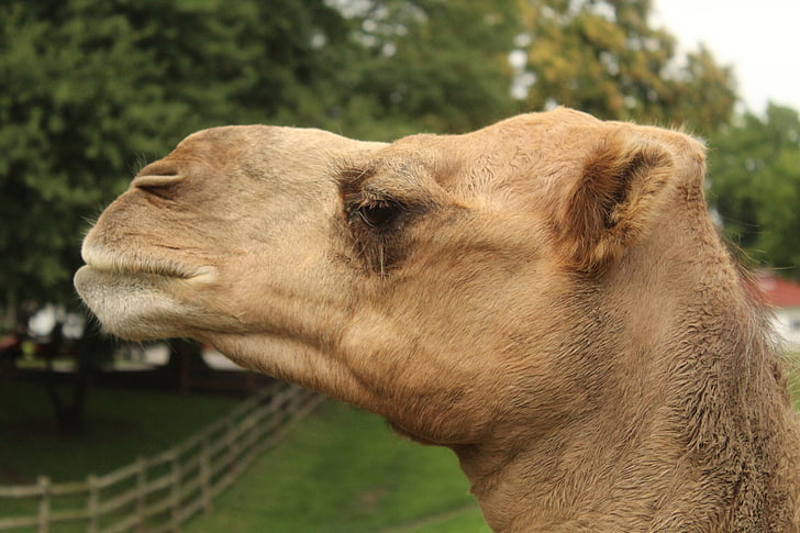 camelo, cabeça, closeup