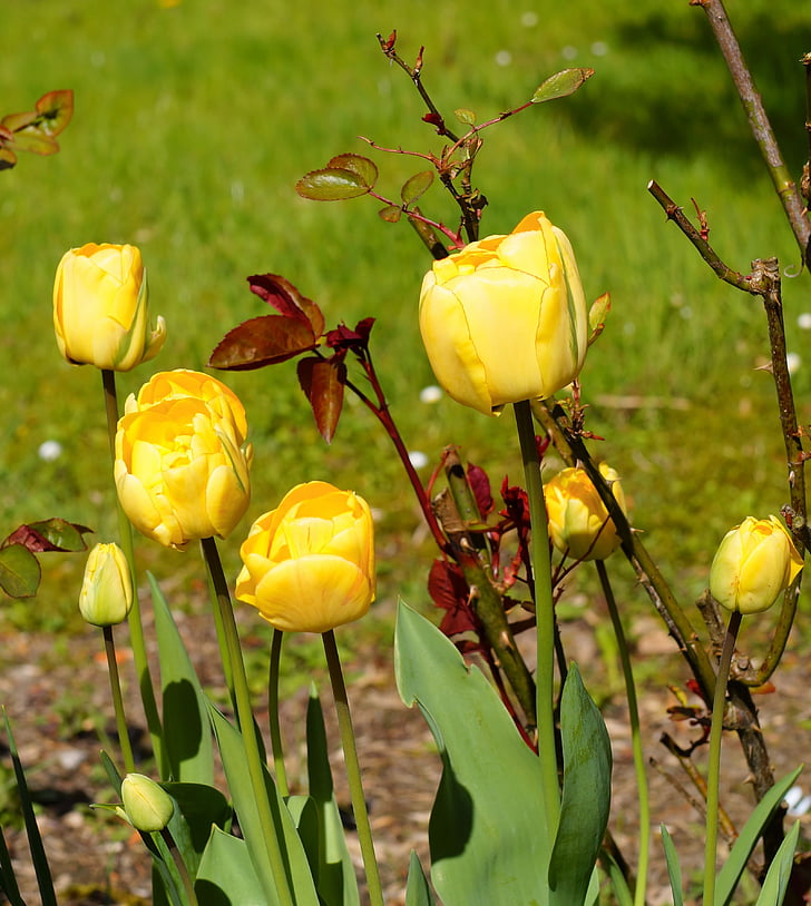 tulipaner, blomster, våren, anlegget, Lukk, gul, tidlig bloomer
